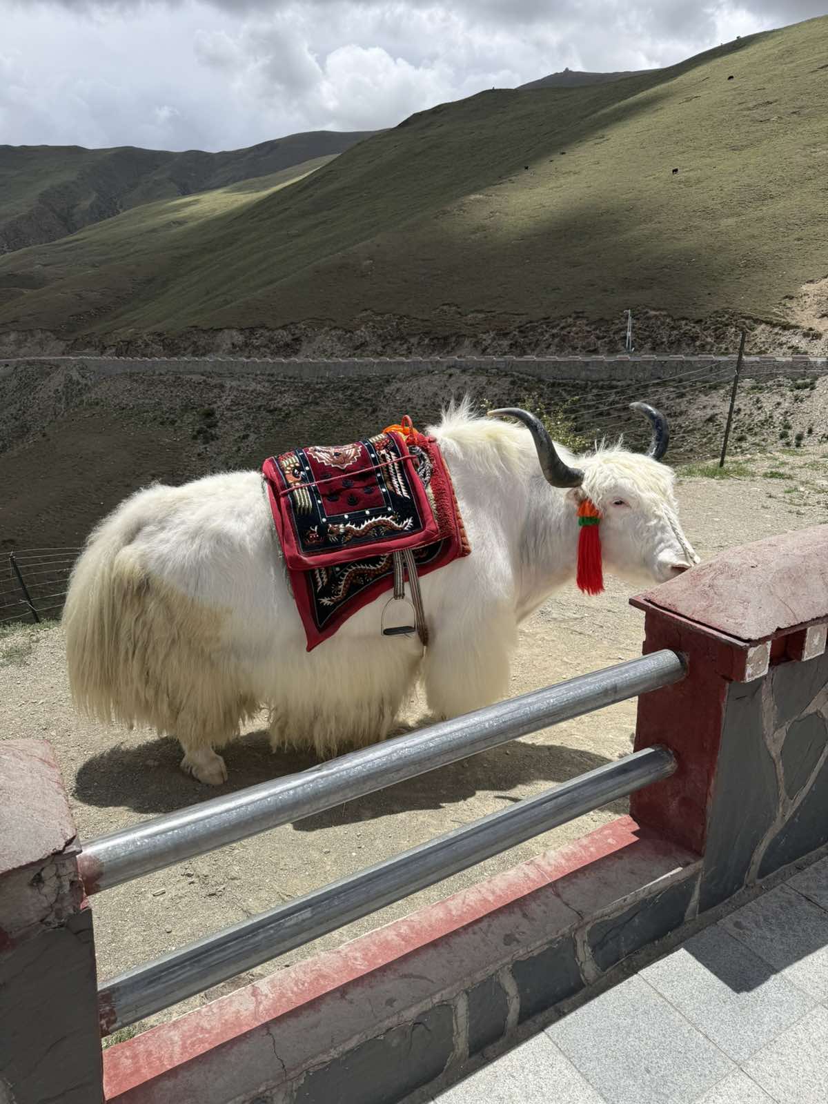 Tokom puta sreli smo životinju Gnu