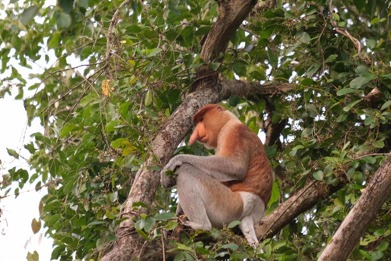 Proboscis Monkey