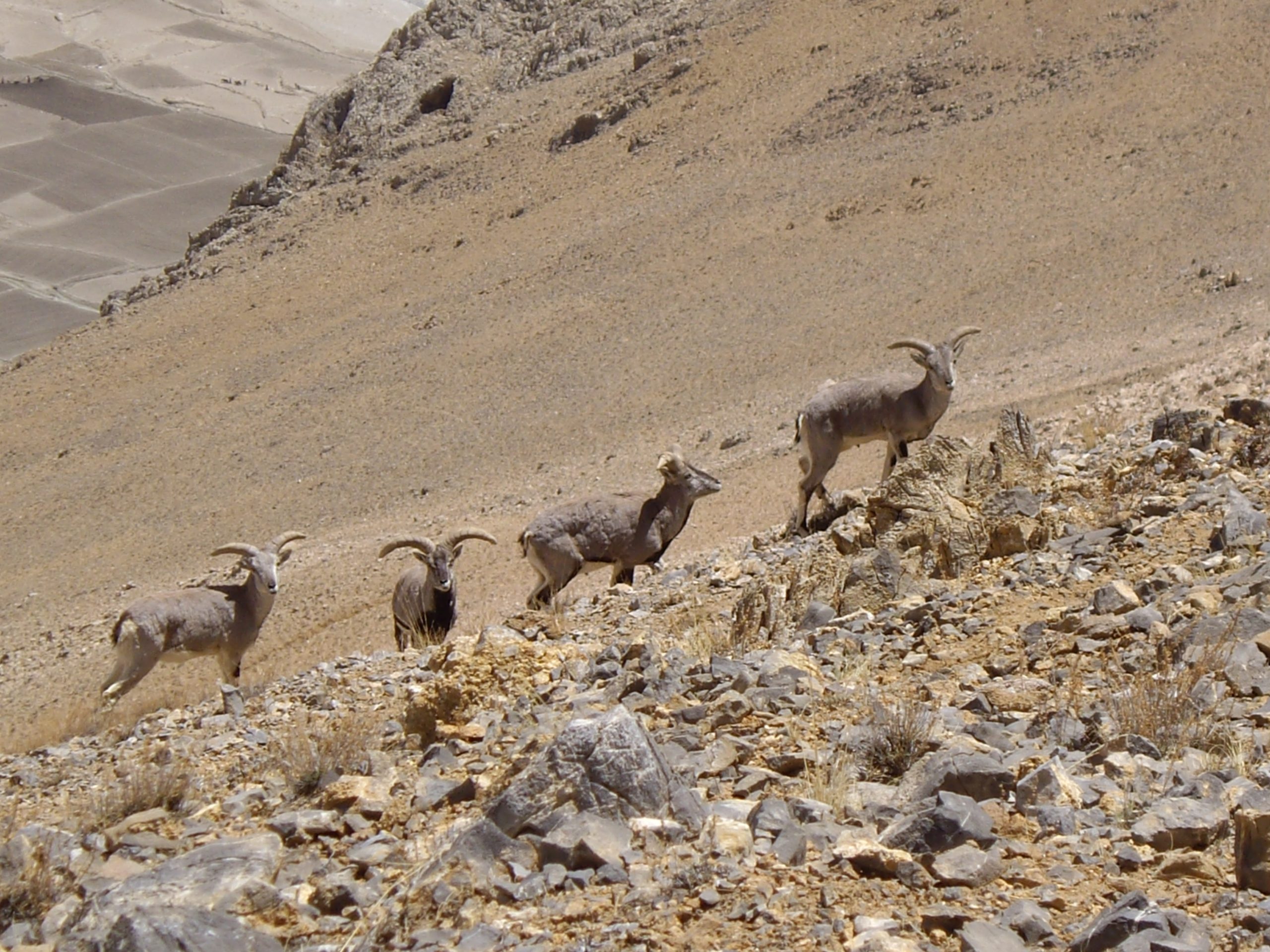 Tokom puta sreli smo tibetansku antilopu